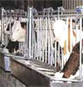 Stalleinrichtungen für Rinder