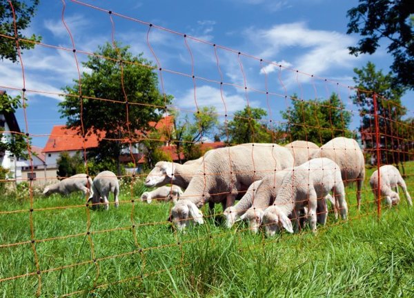 Schaf- und Ziegennetz Ovinet 108 cm 50 m Doppelspitze