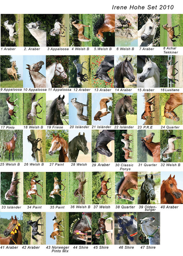 Pferdepostkartenset 2010