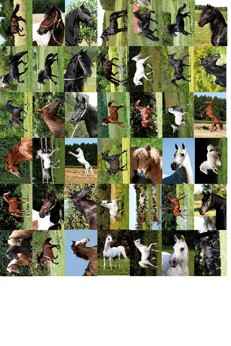 Pferdepostkartenset 2008