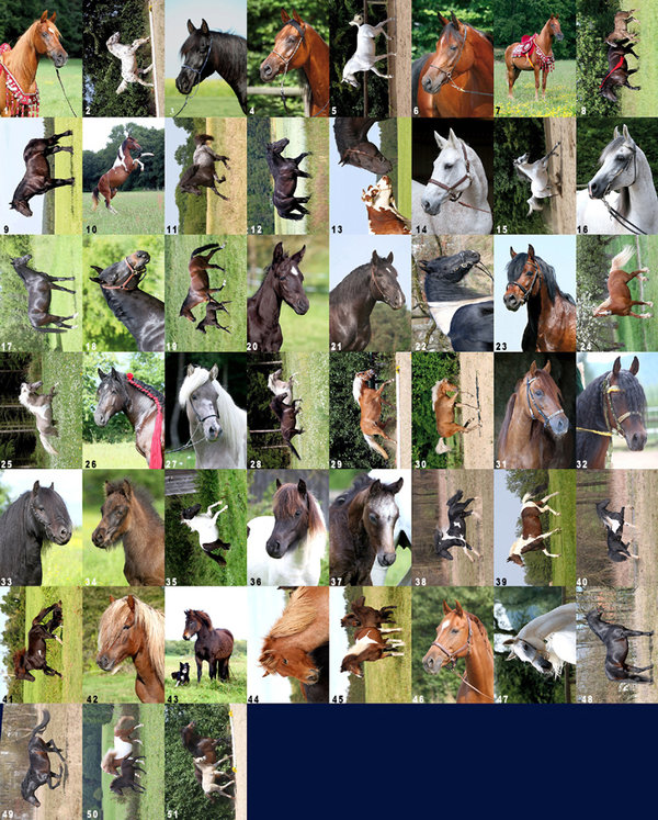 Pferdepostkartencollection 2015